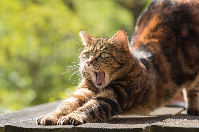 cat-yawn