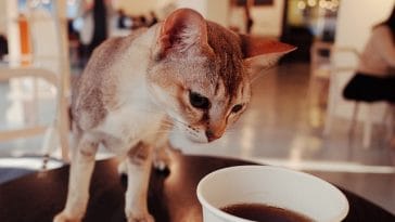 catchy-cafe-cat-names