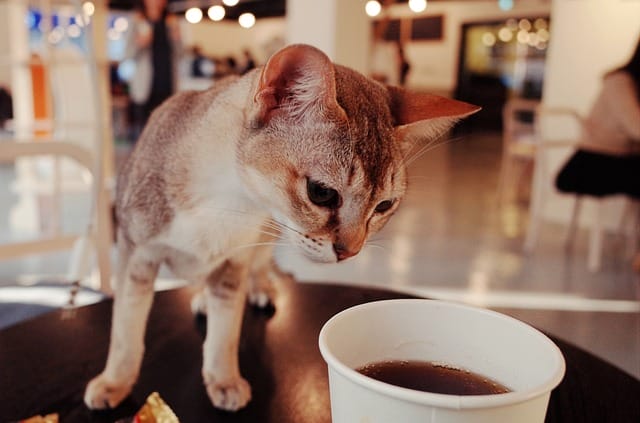 catchy-cafe-cat-names