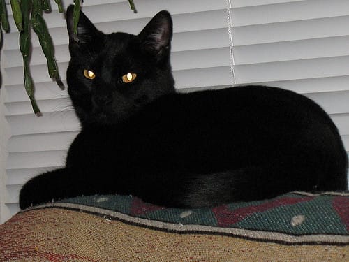character-based-bombay-cat-names