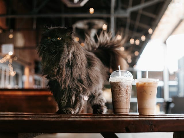 clever-cafe-cat-names