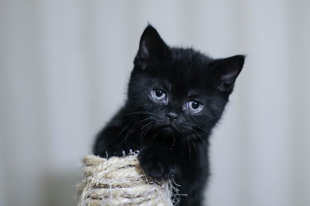 cute-japanese-black-cat-names