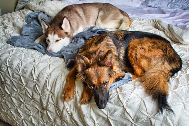 dog-sleep-in-bed