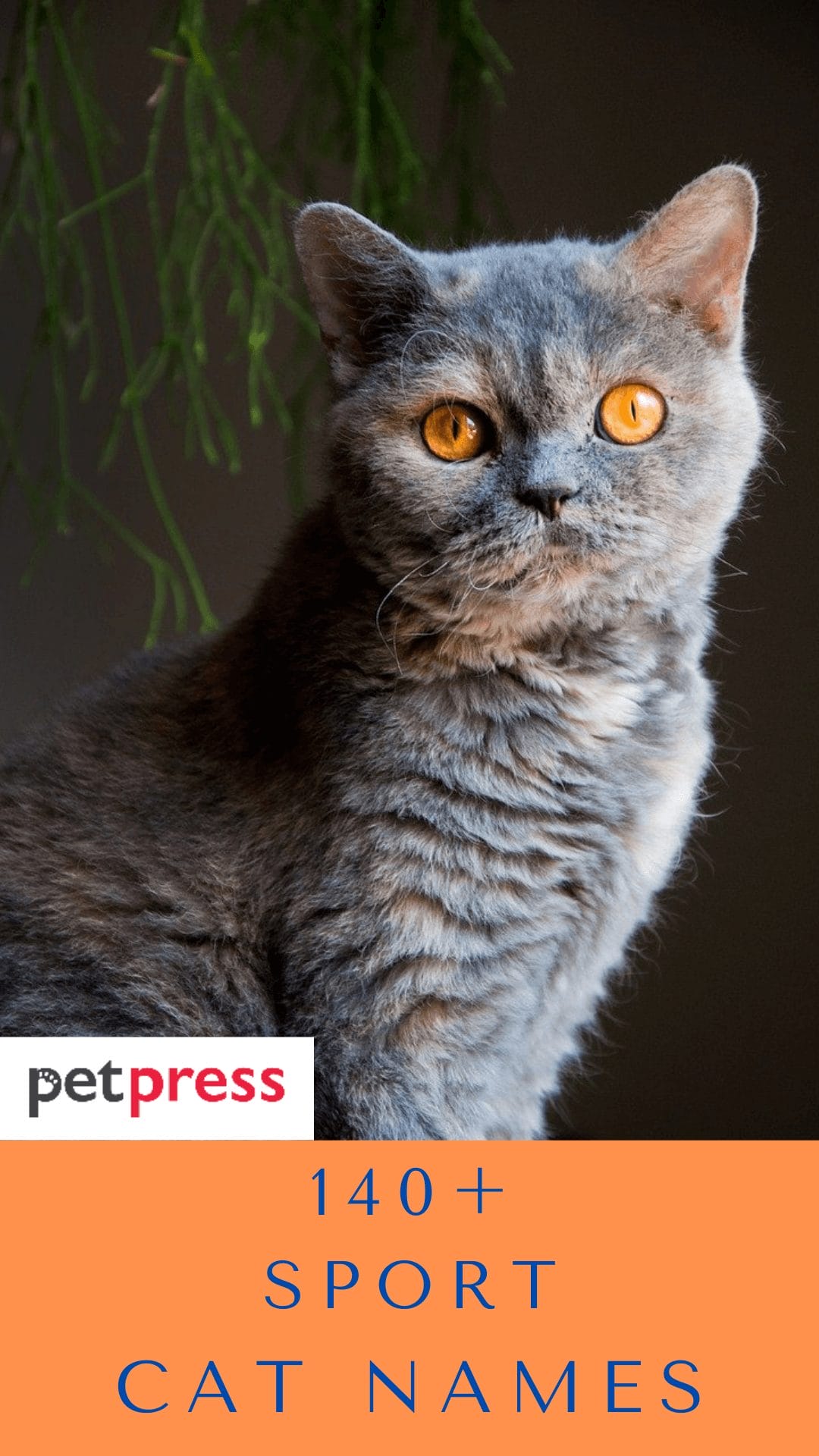 200+ Purrfect Dutch Cat Names for Your Nieuwe Vriend