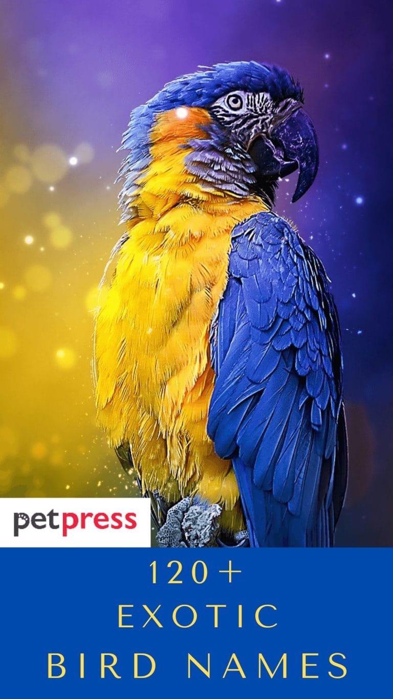 120+ Best Exotic Bird Names To Name Your Exotic Feather Friend