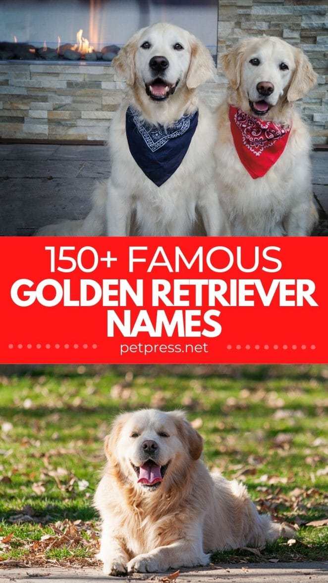 famous golden retriever names