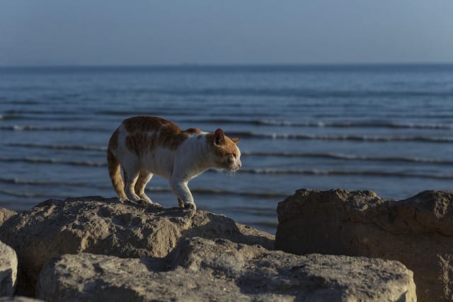 famous-marmaid-cat-names