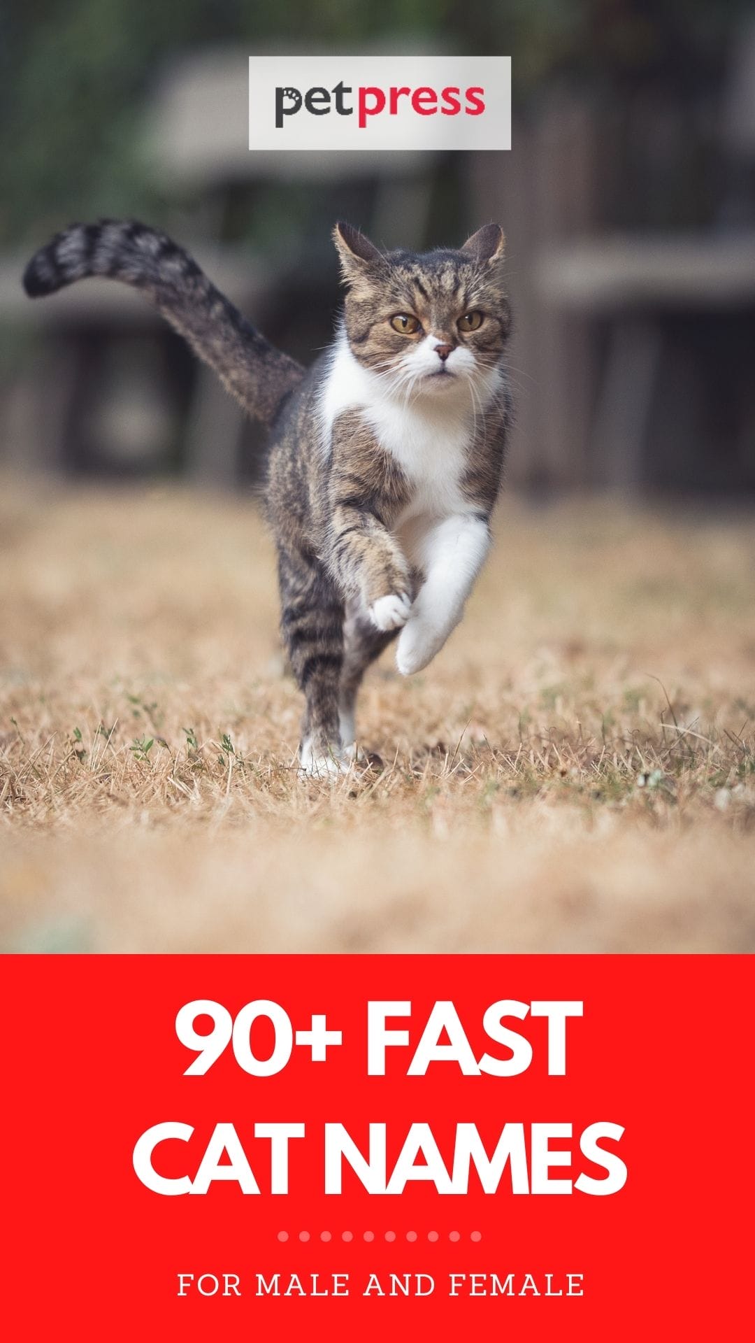fast cat names