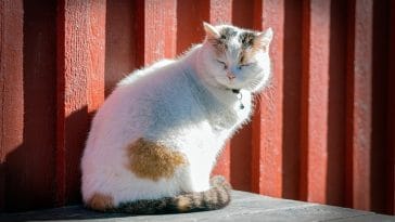 female-barn-cat-names