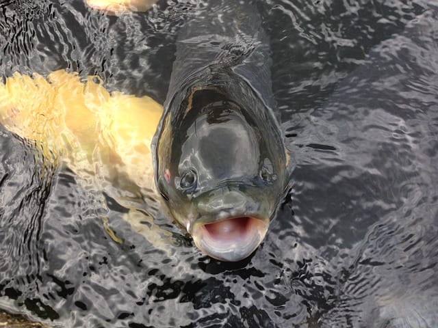 female-big-fish-names