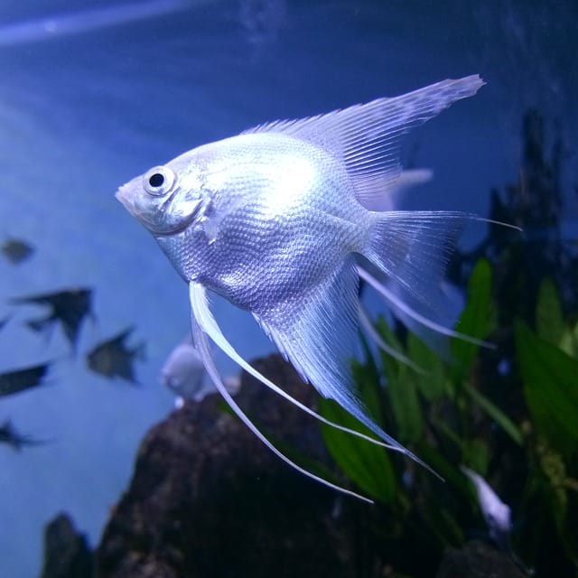 female-blue-fish-names
