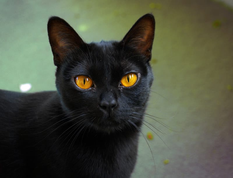 50+ Bombay Cat Names - Popular Name Ideas For Your Bombay Kitten