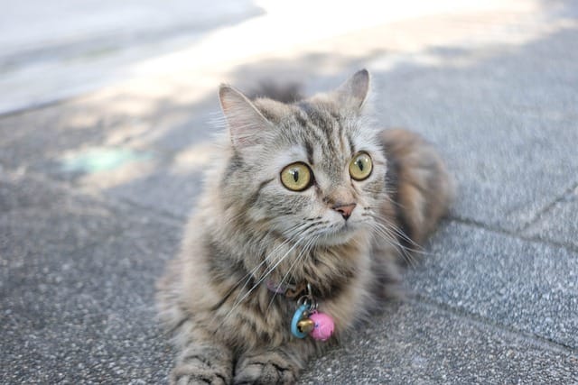 female-cat-names-ending-in-a-1