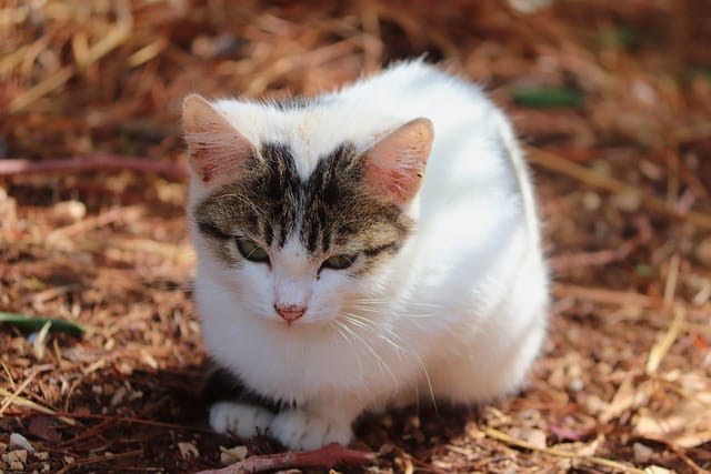 female-cat-names-meaning-small