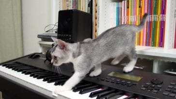 female-country-music-cat-names