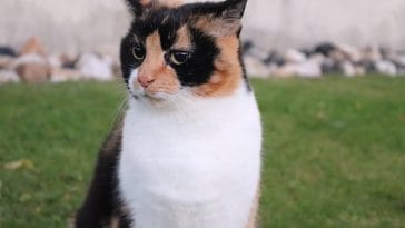 female-japanese-calico-cat-names