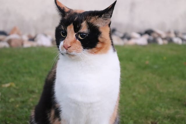 female-japanese-calico-cat-names