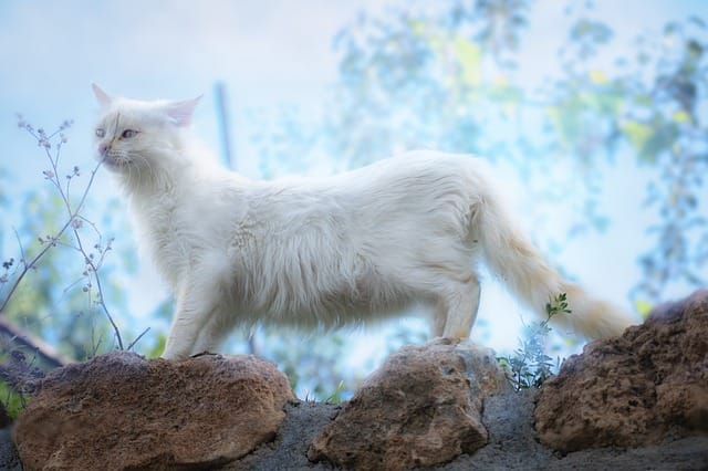 female-korean-cat-names-for-white-cats