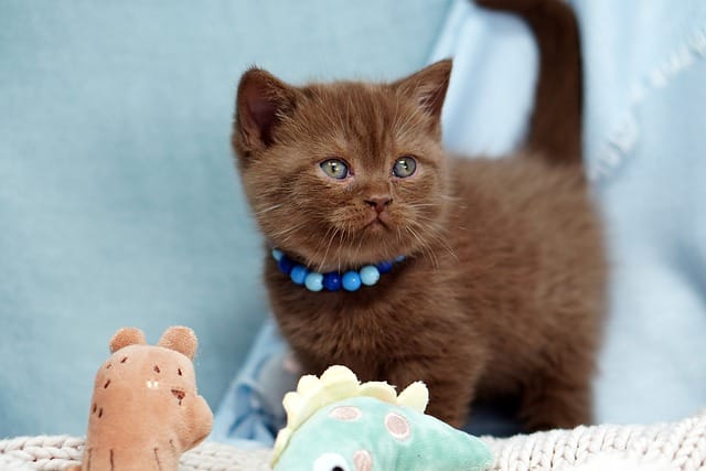 female-one-syllable-cat-names-01