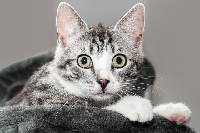 female-one-syllable-cat-names