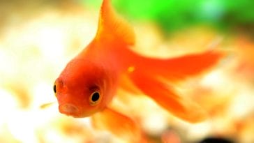 female-orange-fish-names