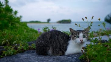 female-saltwater-cat-names