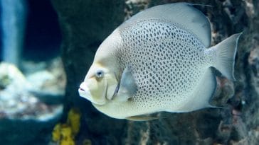 female-white-fish-names-01