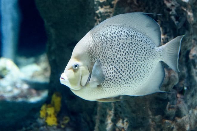 female-white-fish-names-01