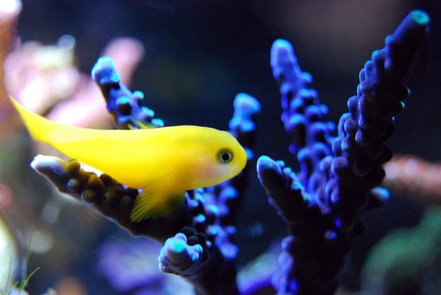 female-yellow-fish-names