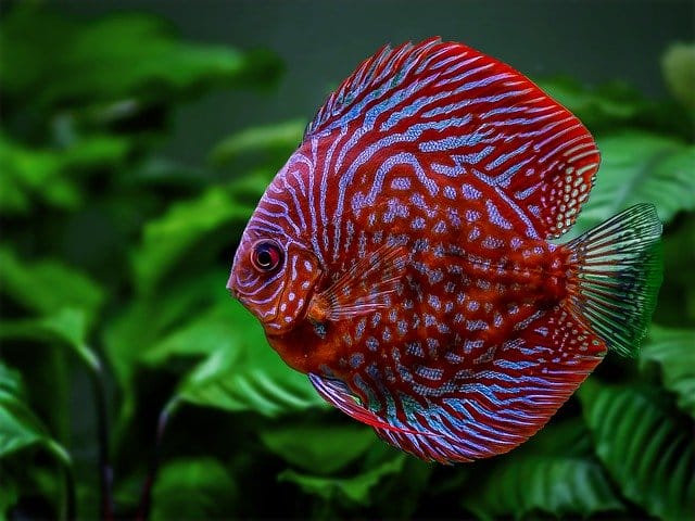 650 Fish Names A to Z - Complete Fish Name Ideas For Your Pet Fishes
