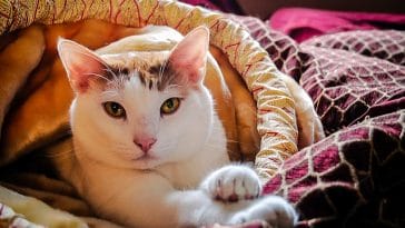 four-letter-female-cat-names