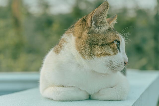 four-letter-male-cat-names