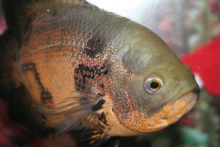 180 Best Oscar Fish Names Unique Name Ideas For Oscar Fishes