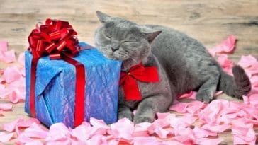 top gifts for cat lovers