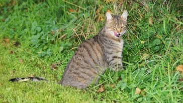 girly-princess-cat-names