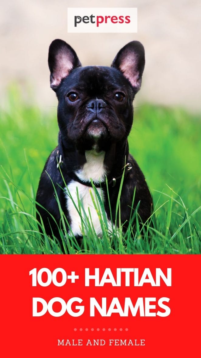 haitian dog names