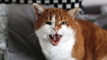 heavy-metal-male-cat-names