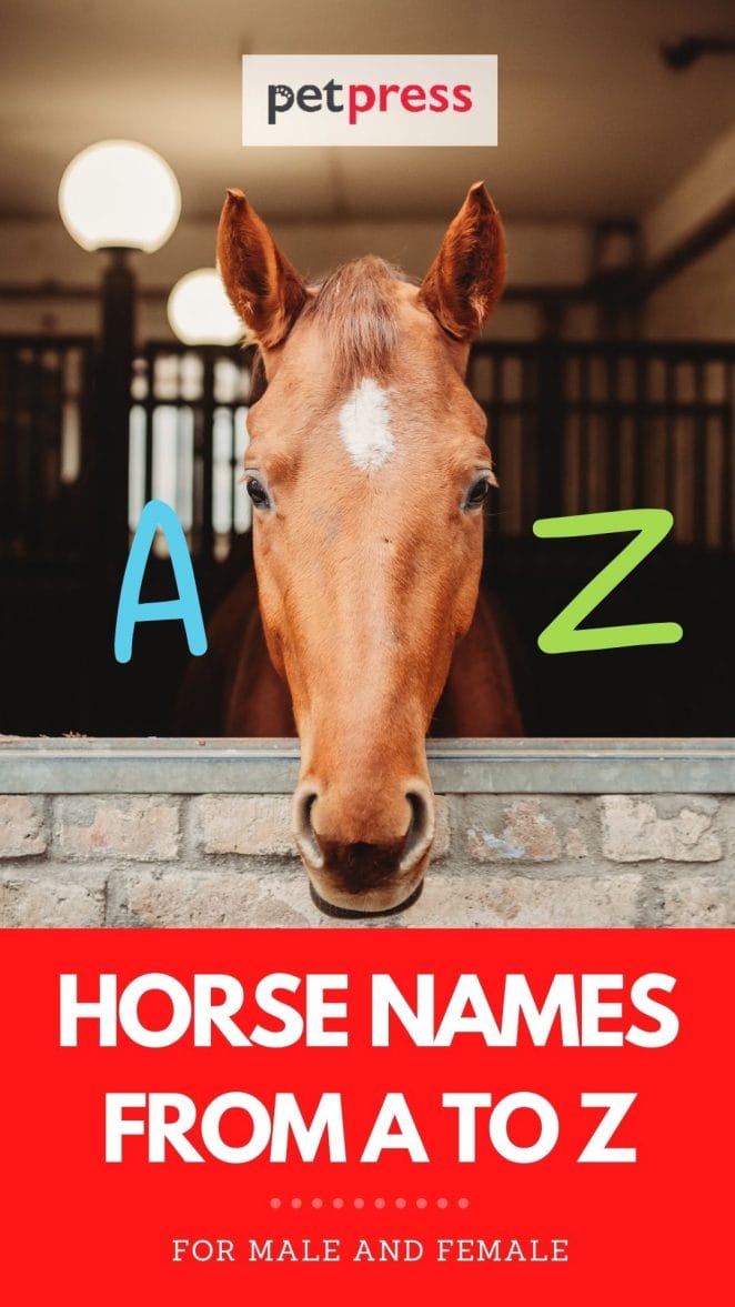 horse names a to z