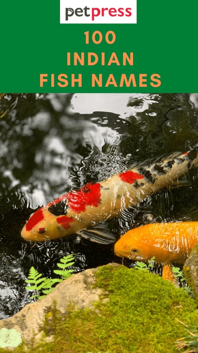 indian-fish-names