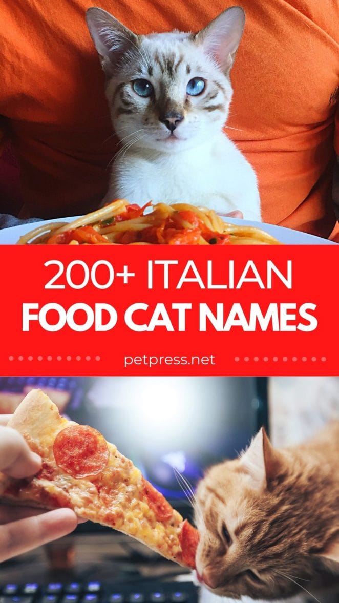 italian food cat names