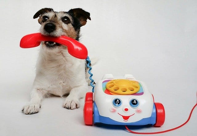 jack-russell-terrier-with-phone