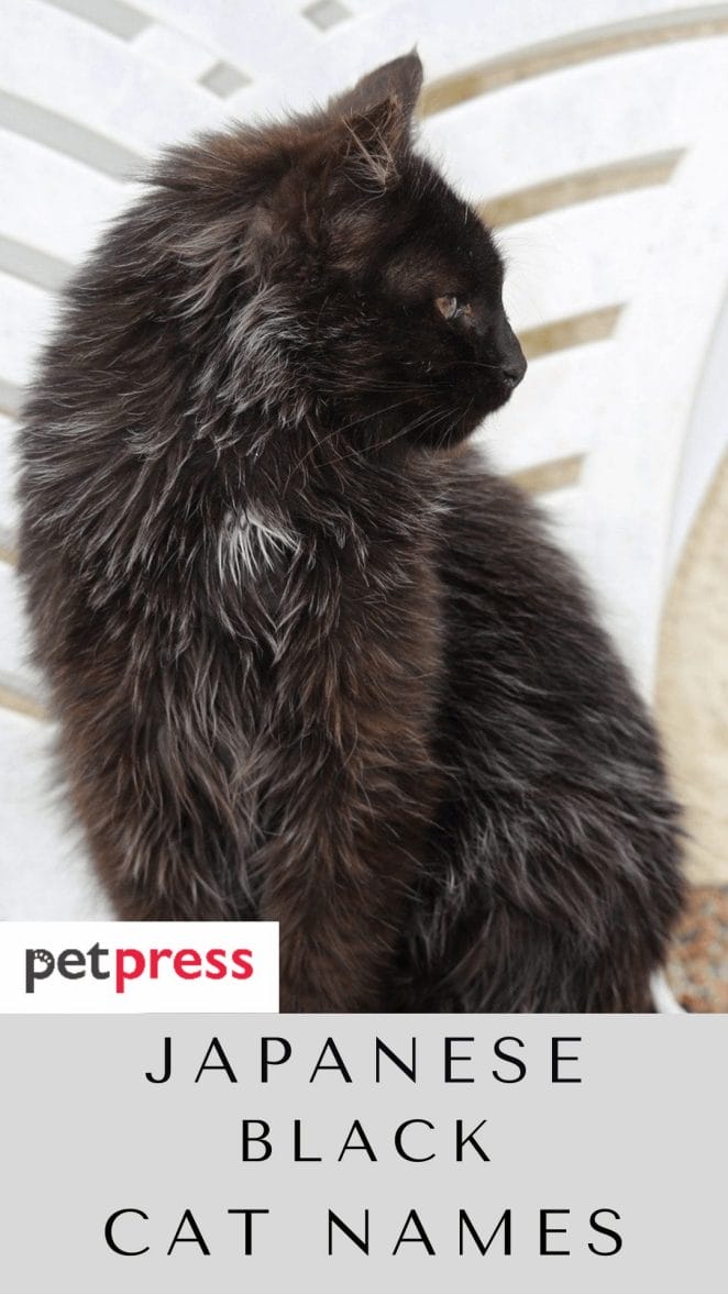 japanese-black-cat-names