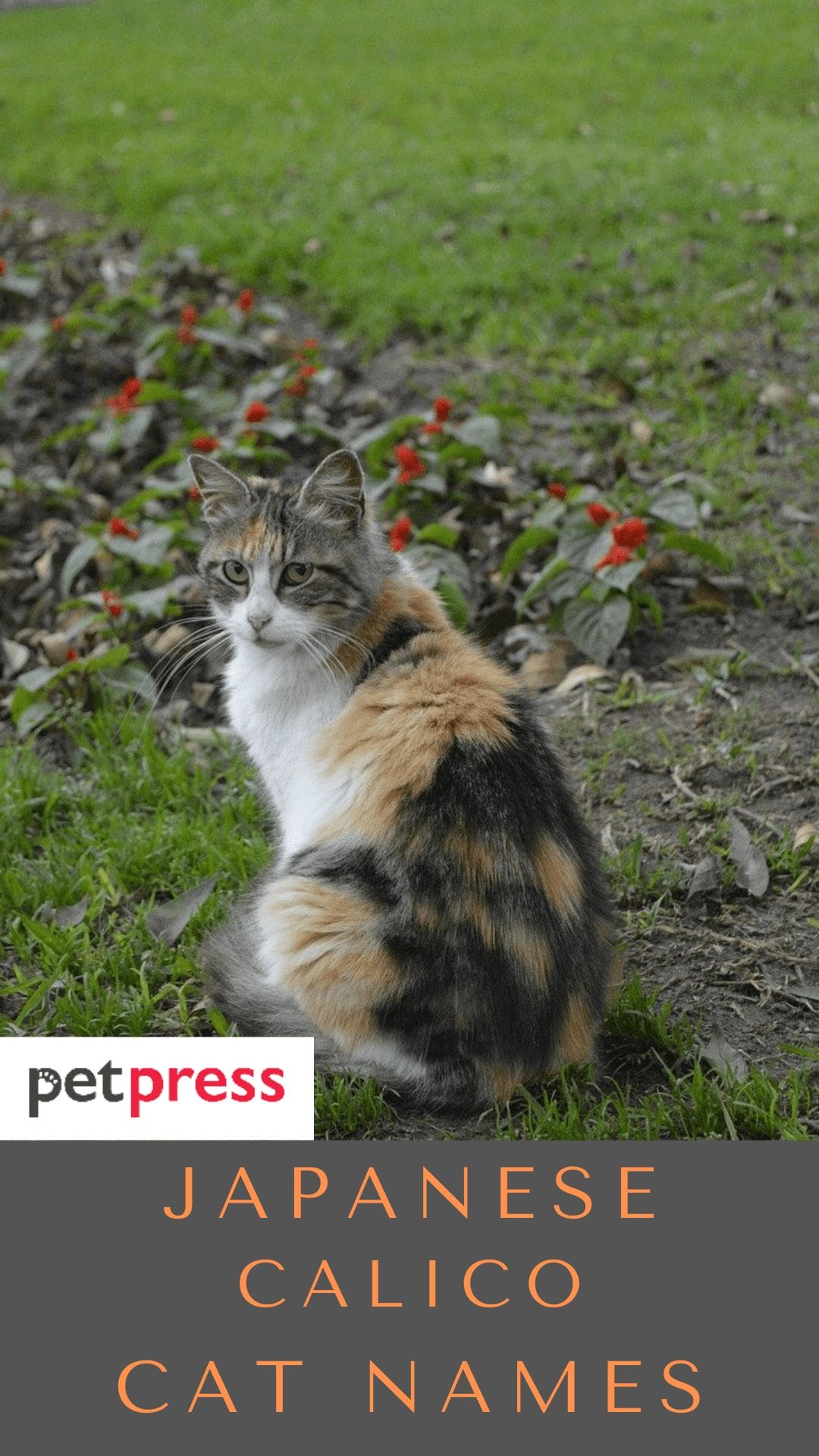 japanese-calico-cat-names