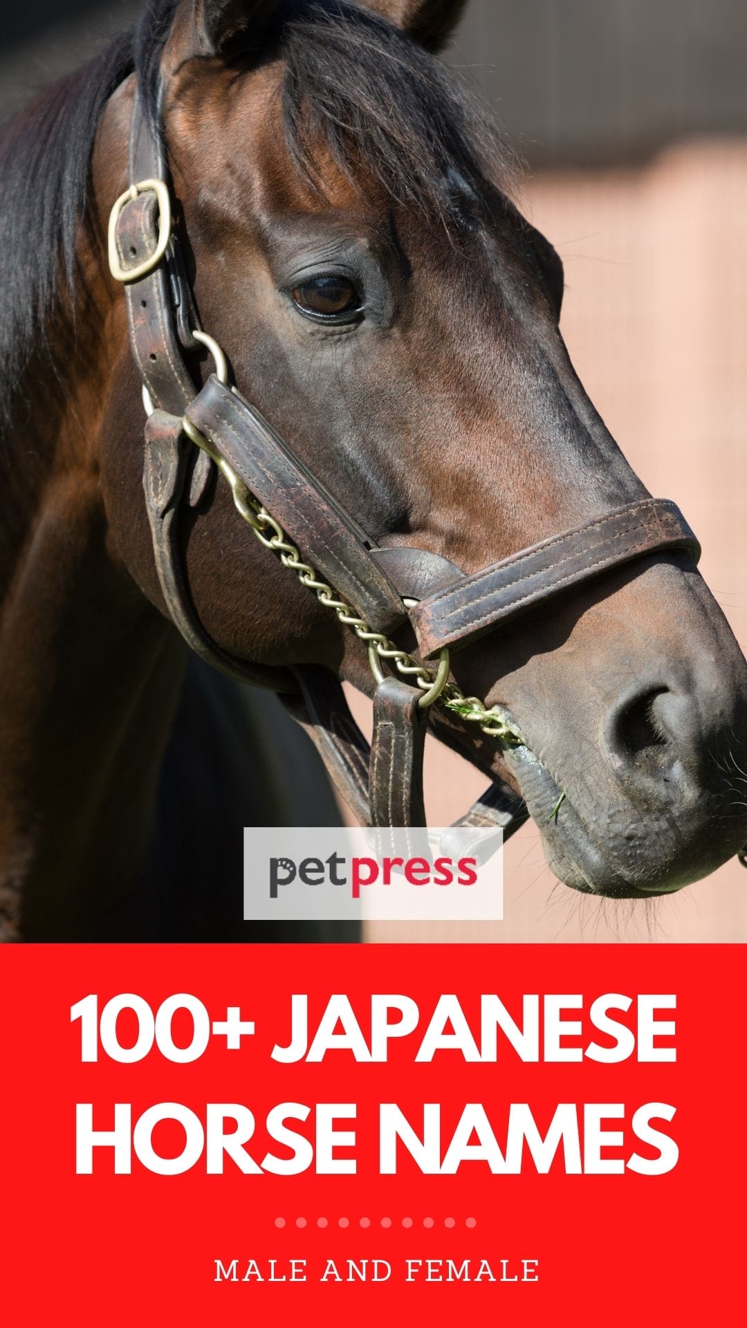 100+ Amazing Japanese Horse Names and Their Meanings!