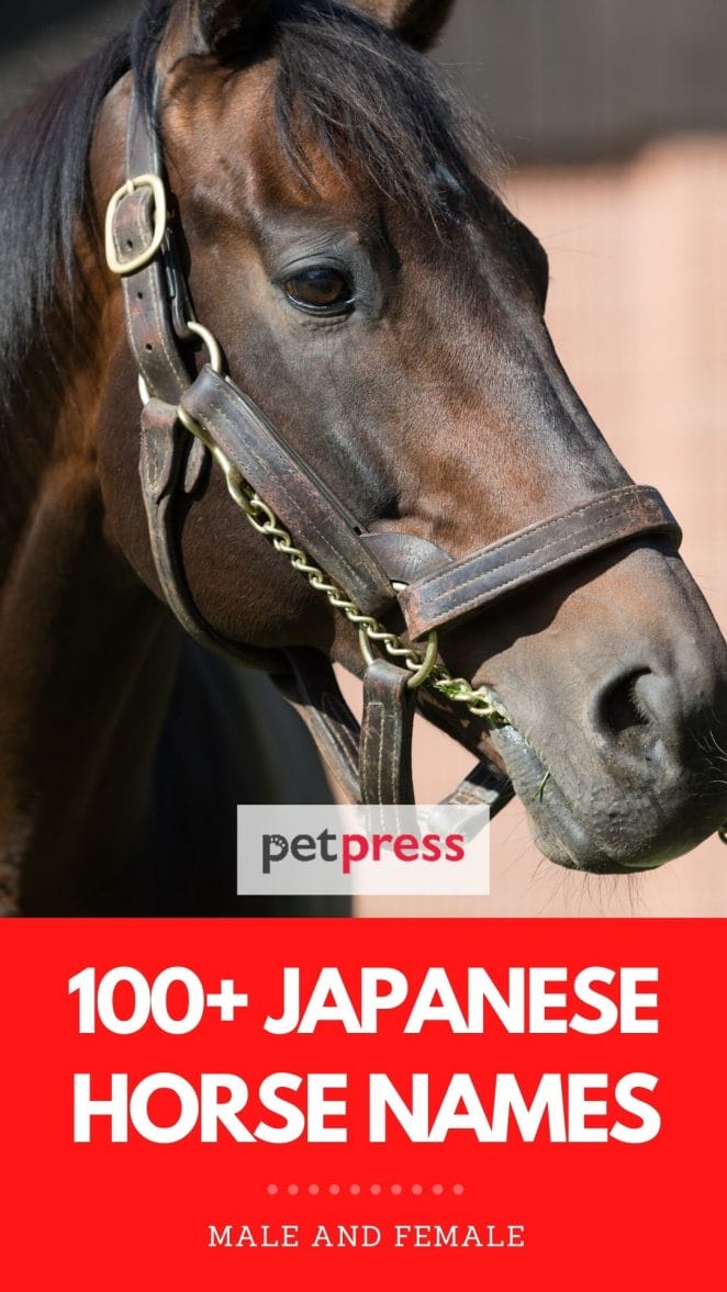 japanese horse names