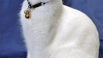 korean-cat-names-for-white-cats