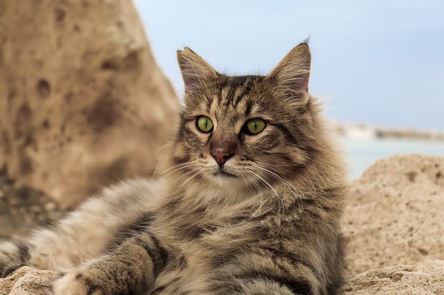 legend-mermaid-cat-names