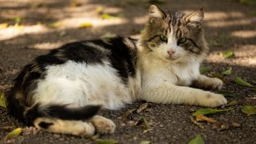 make-hypoallergenic-cat