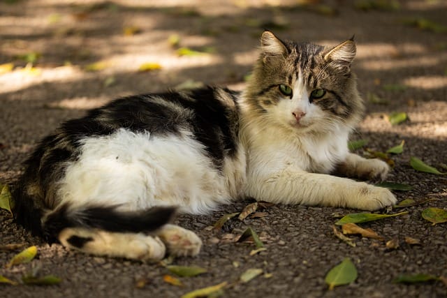 make-hypoallergenic-cat