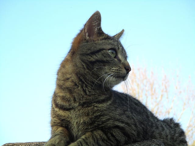 male-aviation-cat-names